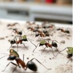 how to defeat the ants